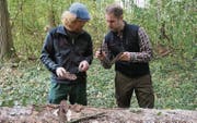 Die Revierförster Marco Signer und Renaldo Vanzo müssen sich auch mit dem Borkenkäfer unter der Rinde beschäftigen. (Bild: Martin Brunner)
