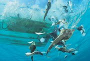 Ein mexikanischer Shrimp-Kutter wirft unerwünschten Beifang wie etwa Rochen zurück ins Meer. Laut WWF sind 40 Prozent der Fänge Beifang. (Bild: WWF/Brian J. Skerry)