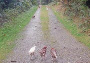 Mehrere Hühner wurden in einem Wald ausgesetzt und mussten danach getötet werden. (Bild: Kapo TG)