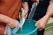 Mehr als die Hälfte der Äschenweibchen konnten abgestreift werden – die Feder dient der sanften Vermengung.