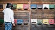 Den Bienenvölkern auf beiden Seiten des Rheins hat vor allem die Varroa-Milbe zugesetzt. (Bild: Ennio Leanza/Keystone)