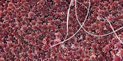 Moosblüten und Gräser im Hochmoor – die Kalligrafie der Natur. (Bild: pd/Ralph Brühwiler)