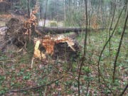 In der Waldregion 1 sind dem Sturm Burglind einige Bäume zum Opfer gefallen. (Bild: PD)