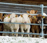 Die Schweizer Landwirtschaft wird schon lange mit hohen Zöllen geschützt. (Bild: Sigi Tischler/KEY)
