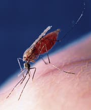 Eine Stechmücke der Gattung Anopheles, von der einige Arten Malaria übertragen können. (Bild: Getty)