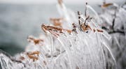 Eiszeit am Seeufer (Bild: Benjamin Manser)