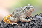 Bei den Geburtshelferkröten ist die Brutpflege Männersache. Der Verein Balger Natur setzt sich für die bedrohte Art ein. (Bild: Pro Natura/Dave Augustin)