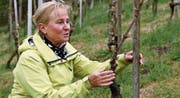 Lilian Gantenbein zeigt am Wuppenauer Rebberg, wie stark die Rebstöcke schon ausgeschlagen haben. (Bild: Marlies Scarpino)