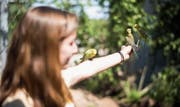 In der neuen Fütterungsvoliere treffen Mensch und Vogel aufeinander. (Bild: Peer Füglistaller)