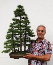 Luciano Benic mit drei Lärchen, die er in einer flachen Schale zu Bonsai Bäumchen gezüchtet hat. (Bild: Christiana Sutter)