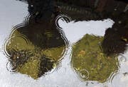 Regen, Regen, Regen: Im Toggenburg ist es derzeit besonders nass. (Bild: LUKAS LEHMANN (KEYSTONE))