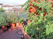 Tomaten: Auf dem Balkon sehr beliebt. Bild: Fotolia