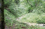 Der idyllische Hagtobelbach diente früher mehreren Gewerbebetrieben als Energiequelle. (Bild: Martin Knoepfel)