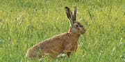 Der Feldhase profitiert – hier beim Naturschutzgebiet Spitzmäder. (Bild: pd)