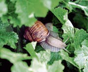 Heute gelten Schnecken als Delikatessen. Zur Zeit der grossen Hungersnot wurden sie allerdings aus der Not gegessen und nicht etwa, weil man dachte, dass sie schmecken. (Bild: PD)