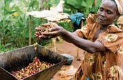 Kaffee aus Uganda – solche Produkte können mittels Crowdordering direkt nach Hause bestellt werden. (Bild: Simon Rawles/Getty)