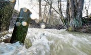 Gülle floss bei Hagenwil in den Hegibach und verursachte ein Massensterben. Der Bach erholte sich seither nur langsam. (Bild: Donato Caspari)