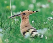 Der Wiedehopf ist ein markanter Vertreter der hiesigen Vögel. (Bild: pd)