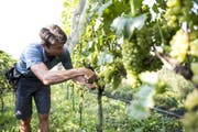Roland Lenz bei der Lese in seinem Weinberg im thurgauischen Iselisberg. (Bild: Mareycke Frehner)