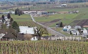 Dieser Grünstreifen mit kleiner Baumreihe ist die vom Kanton gewünschte symbolische Grenze zwischen Marbach und Rebstein. (Bilder: Gert Bruderer)