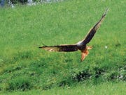 Hat es eher auf Mäuse abgesehen als auf Hunde: Rotmilan bei Hinterforst. (Bild: Max Tinner)