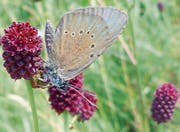 Der dunkle Moorbläuling fühlt sich wohl in den renaturierten Gebieten. (Bild: pd)