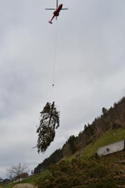 Das Schadenholz wird per Helikopter aus dem steilen Schutzwald bei Wildhaus geflogen. (Bild: Adi Lippuner)