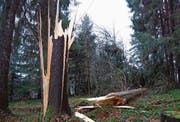 Einer von vielen geknickten Bäumen in der Region, hier oberhalb Abtwils. (Bild: Leserbild: Ingrid Zürcher)