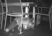 Ein Fuchs interessiert sich zu später Stunde für einen Gartensitzplatz an der Lilienstrasse. (Bild: pd)