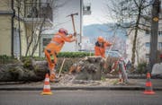 Der Baum, gegen den das Postauto geprallt ist, wurde gestern gefällt. (Bild: Urs Bucher)