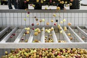 Bei Möhl in Arbon werden Äpfel angeliefert. (Bild: Mareycke Frehner)