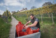1700 Rebstöcke wachsen am Hang von Schloss Dottenwil. Bei Sonnenschein konnten die Reblüt die grossen Beeren ernten. (Bilder: Urs Bucher)