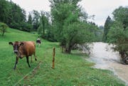 Bei starken Regenfällen vom Sitter-Hochwasser betroffen ist unter anderem das Gebiet rund ums Tierheim Sitterhöfli in Engelburg. (Bild: Coralie Wenger (22. Juli 2014))