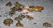 Erdkröten und ein Grasfrosch auf dem Weg zu den Laichgewässern im Naturschutzgebiet Moosanger. (Bilder: Susi Miara)