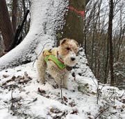 In der Altjahrswoche ist die Foxterrier-Hündin Iluq verschwunden. (Bild: PD)