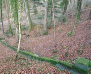 In diesem Waldstück lag der Teppich mit der Leiche. (Bild: Mario Testa)