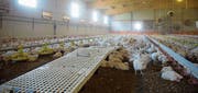 Blick in einen Stall für Pouletmast, der den Vorgaben «Besonders tierfreundlicher Stall» (BTS) entspricht. Eine der Vorgaben: Mindestens zehn Prozent an zusätzlicher Fläche mit erhöhten Sitzgelegenheiten. (Bilder: PD)