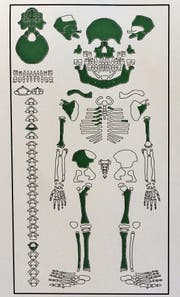 Die gefundenen Knochen des Kinderskeletts (grün markiert)
