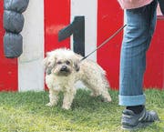 SCHNITT: Hundefrisbee Weltmeisterschaft (Bild: Urs Bucher (Urs Bucher))
