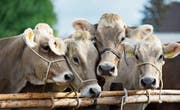 Wenn die Tiere an den vorgesehenen Plätzen ihrer Abteilung festgebunden sind, ist die erste Aufregung des Tages vorbei. (Bild: Urs Bucher)