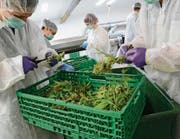 Nach der Ernte werden die Cannabispflanzen manuell vorsortiert, bevor sie in den weiteren Verarbeitungsprozess gelangen. (Bild: Karin Erni)