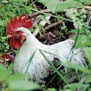 Der ausgesetzte Hahn im Wald bei Berlingen. (Bild: Barbara Weber)