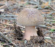 Optisch lassen sich die Unterschiede zwischen Grauem Wulstling (links) und Pantherpilz nicht einfach erkennen. Der eine ist aber stark giftig, der andere nicht. (Bilder: Fotolia)