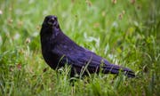 Krähen sind eigentlich kluge und soziale Tiere. Ihr Sozialverhalten wird ihnen manchmal auch zum Verhängnis. (Bild: A4581/_CHRISTOPH SCHMIDT (DPA dpa))
