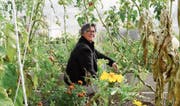 Geschäftsführerin Sabina Gränicher fühlt sich im hauseigenen Gemüsegarten der Wirkstatt Auboden sichtlich wohl. (Bild: Urs M. Hemm)