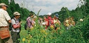 Die Wanderer zeigten sich sehr interessiert für die Kräuter und Heilpflanzen am Wegesrand. (Bild: PD)