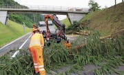 Verschiedene Bäume, die zu nahe an der Umfahrung Wattwil standen, mussten gefällt werden. (Bild: Martin Knoepfel)