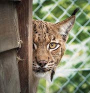 Luchsmännchen Apollon wird hoffentlich im nächsten Jahr Vater. (Bild: Michel Canonica (Michel Canonica))