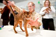 Ein Jurymitglied beurteilt eine Abyssinian Kurzhaarkatze an der Cats 09. (Bild: Keystone)