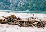 Schwemmholz am Walensee. (Bild: Sarganserländer)